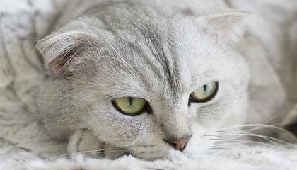 爱游戏app-葡萄牙惨败塞尔维亚，备战工作待加强，葡萄牙vs塞尔维亚比赛时间