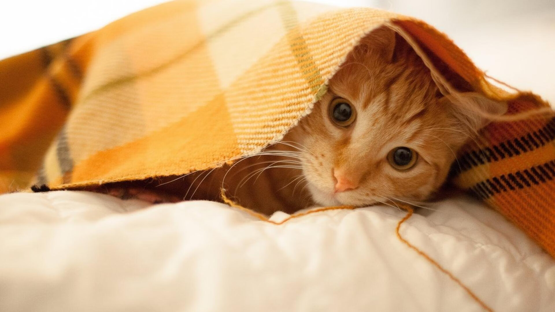 “中国足球裁判员继续深造,裁判水平不断提高”,中国足球裁判员官网