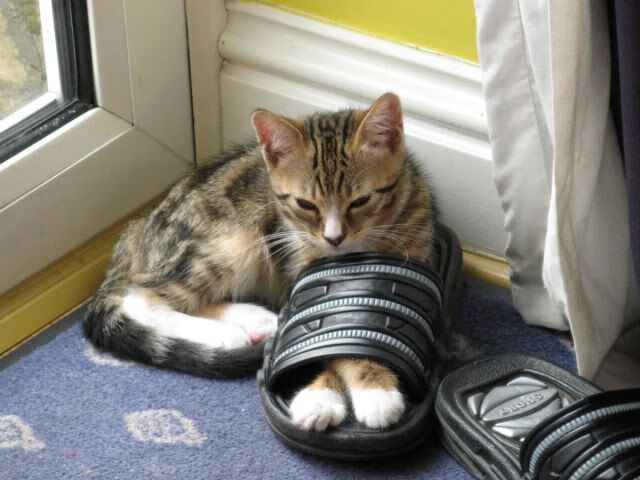 爱游戏中国官方登录入口网站-中国足球裁判队伍国际交流合作不断深化，判罚水平逐步接轨国际标准