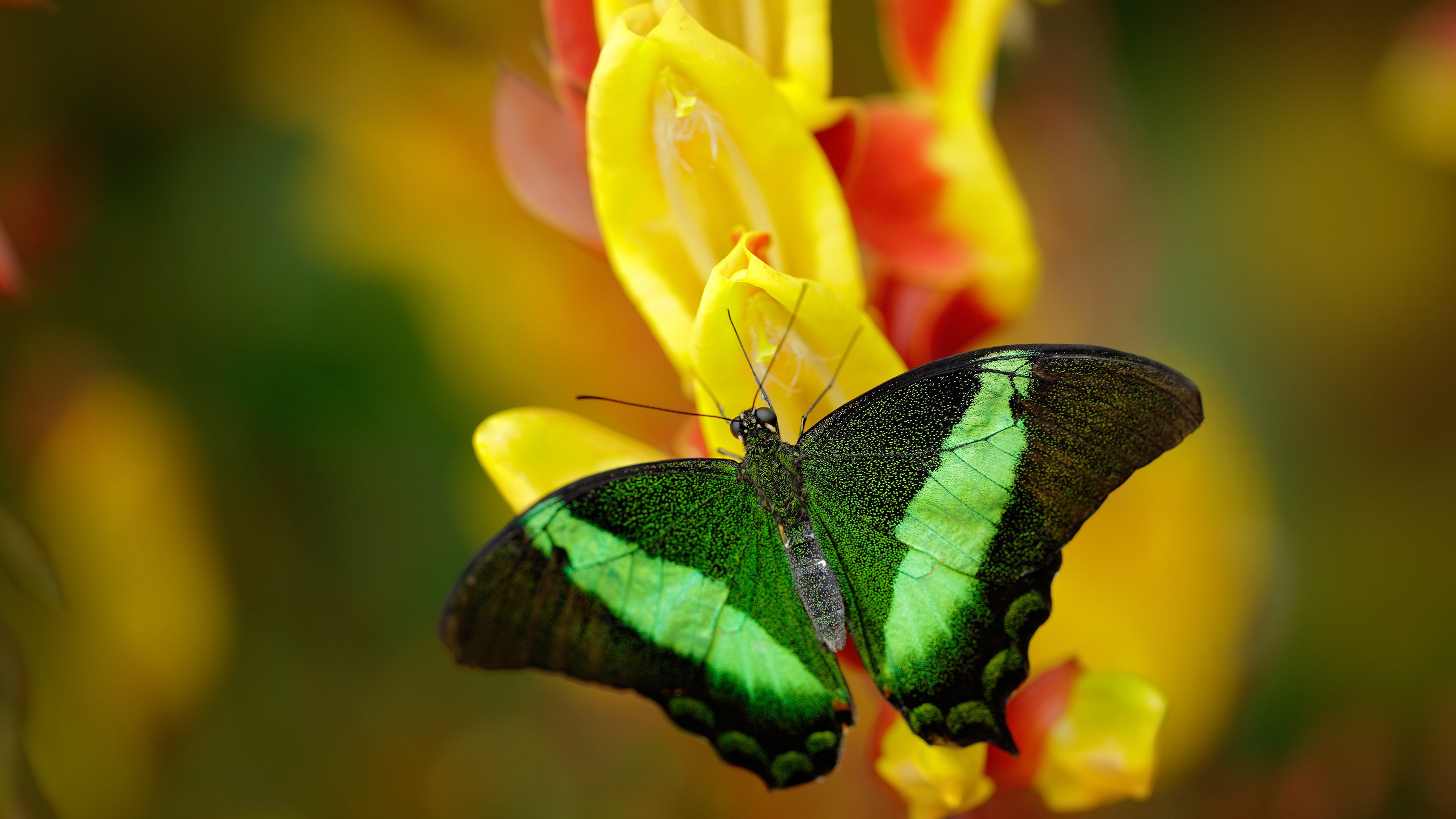 传奇回归：退役球员再次踏上篮球赛场，传奇篮球运动员有哪些