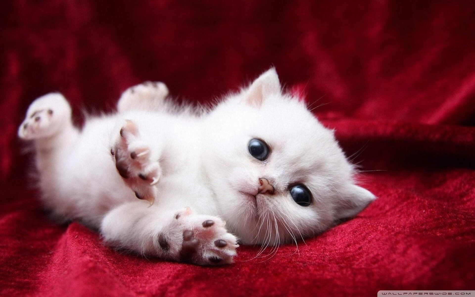 爱游戏娱乐平台-国际摔跤大奖赛中国斩获历史首金，2020国际摔跤