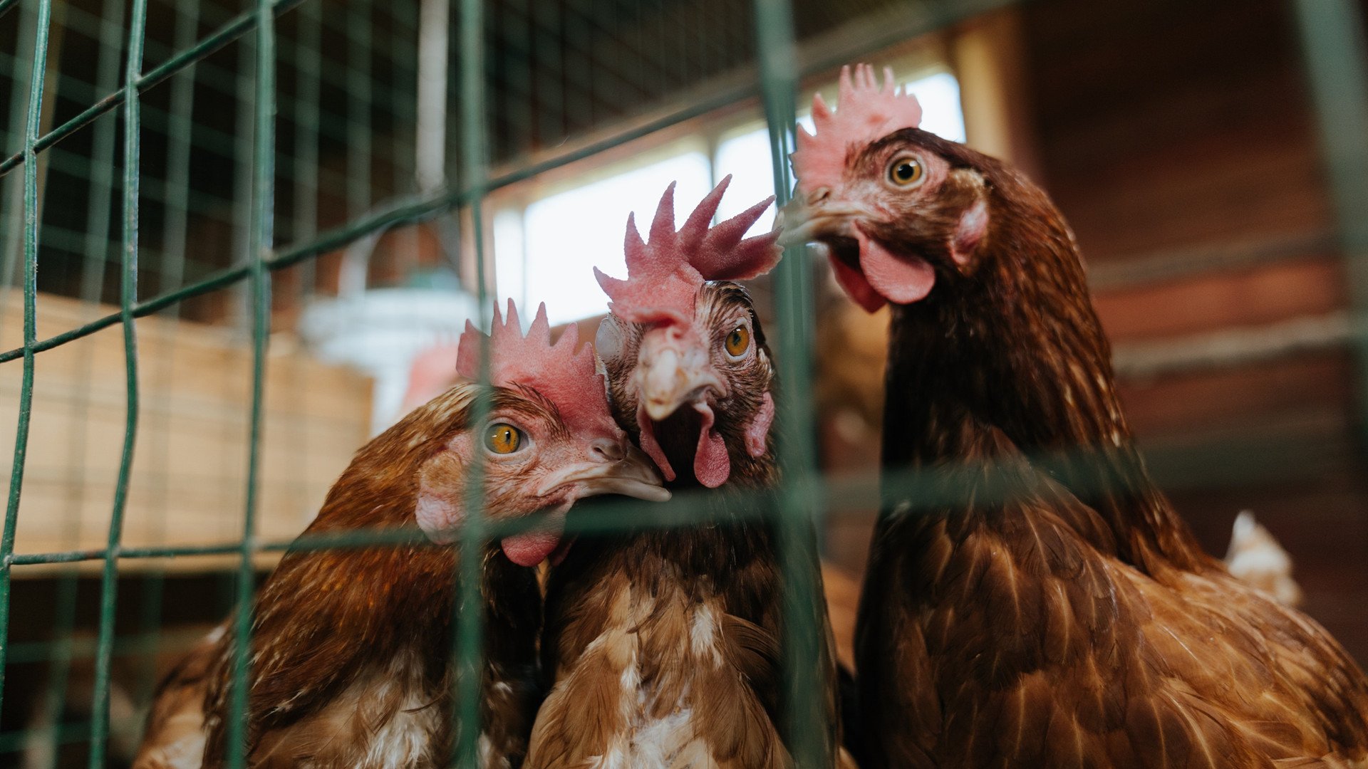 爱游戏下载-佛罗伦萨-险胜克罗托内，继续保持领先，佛罗伦萨又名什么