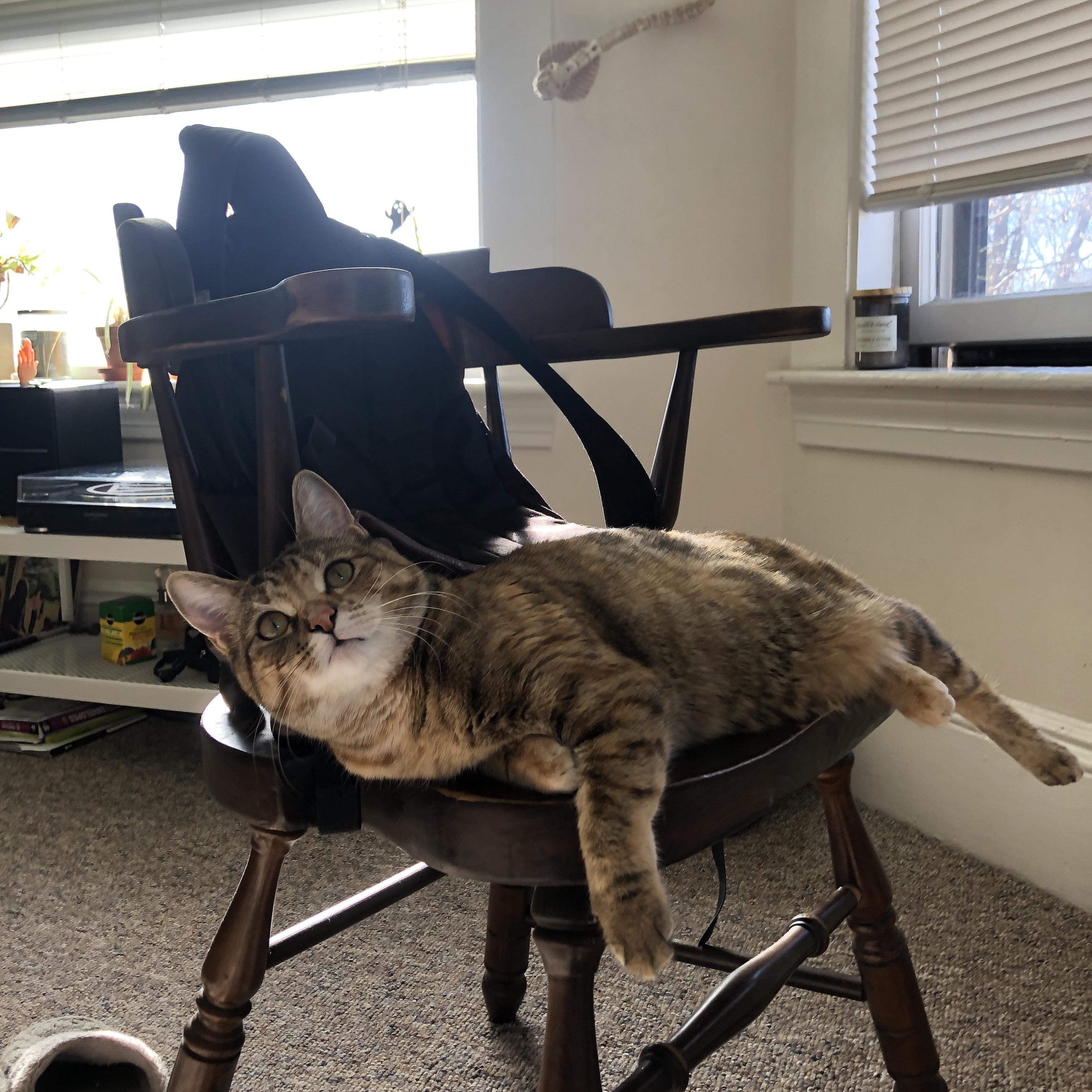 爱游戏-公牛击败尼克斯，常规赛巅峰对决中德罗赞罚球绝杀，公牛德里克罗斯图片