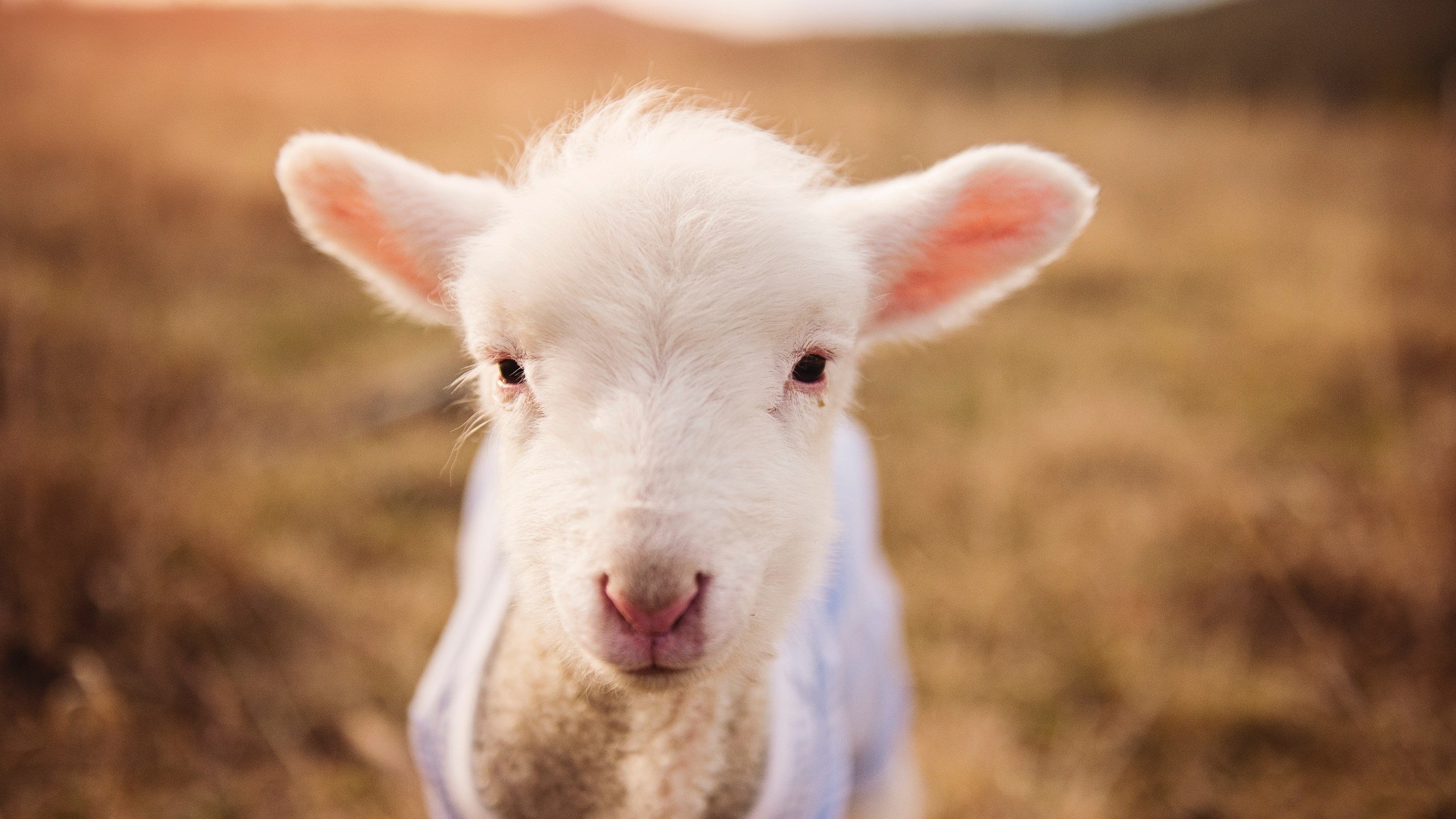 团队配合默契,比赛节奏控制得当,怎样写团队的默契配合