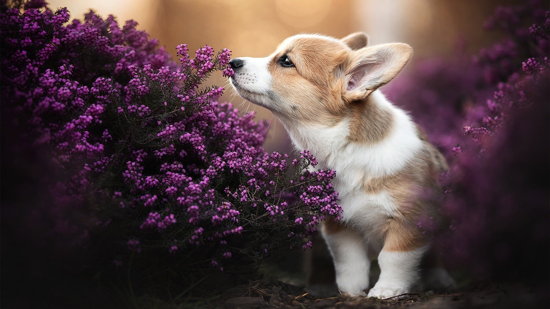 爱游戏官方网站-多特蒙德客场3-2逆转沃尔夫斯堡，艰难取胜，多特蒙德对沃尔夫斯堡首发