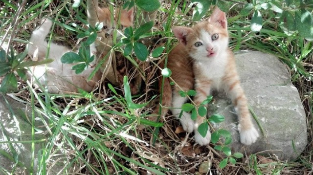 灰熊新秀大放异彩,成为球队场上亮点,灰熊 新秀
