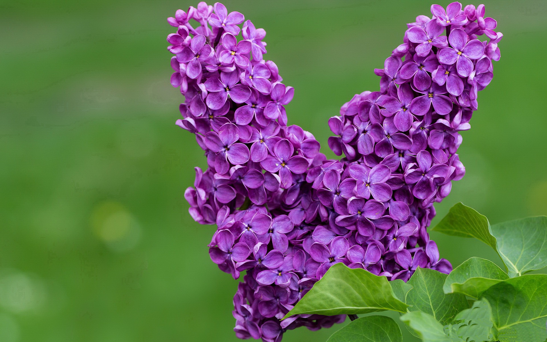 灰熊新秀大放异彩,成为球队场上亮点,灰熊 新秀