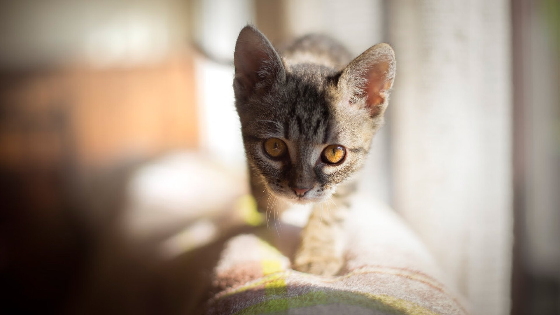 精彩瞬间不断上演,双方球队要在场上拼尽全力,双方球队皆进球