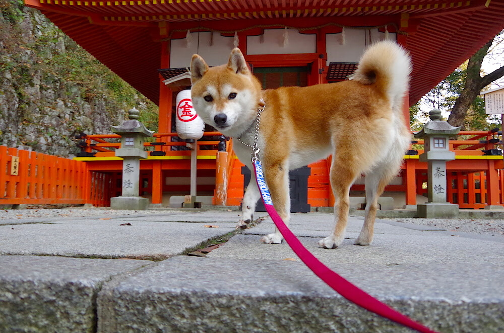 葡萄牙体育重要比赛赛程安排公布,葡萄牙比赛集锦