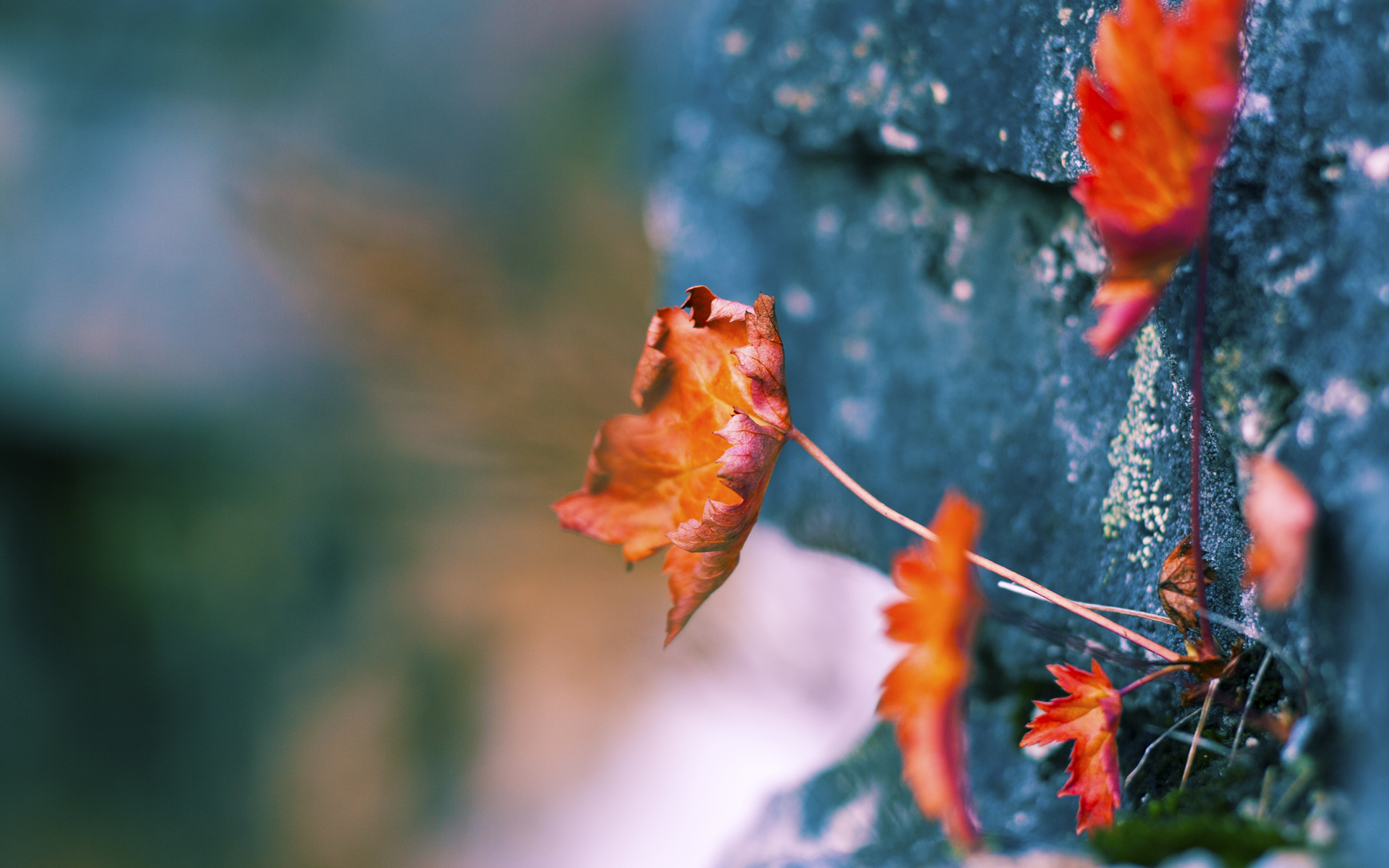顶级对决!球队实力悬殊迎接激烈角逐,顶级球队队标