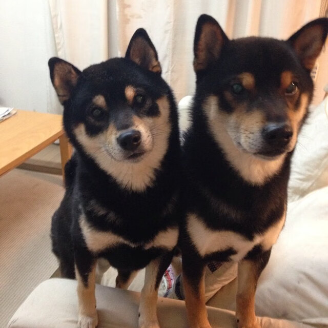 马竞主场3-0战胜皇家贝蒂斯,进攻端表现出色,马竞对贝蒂斯比分预测