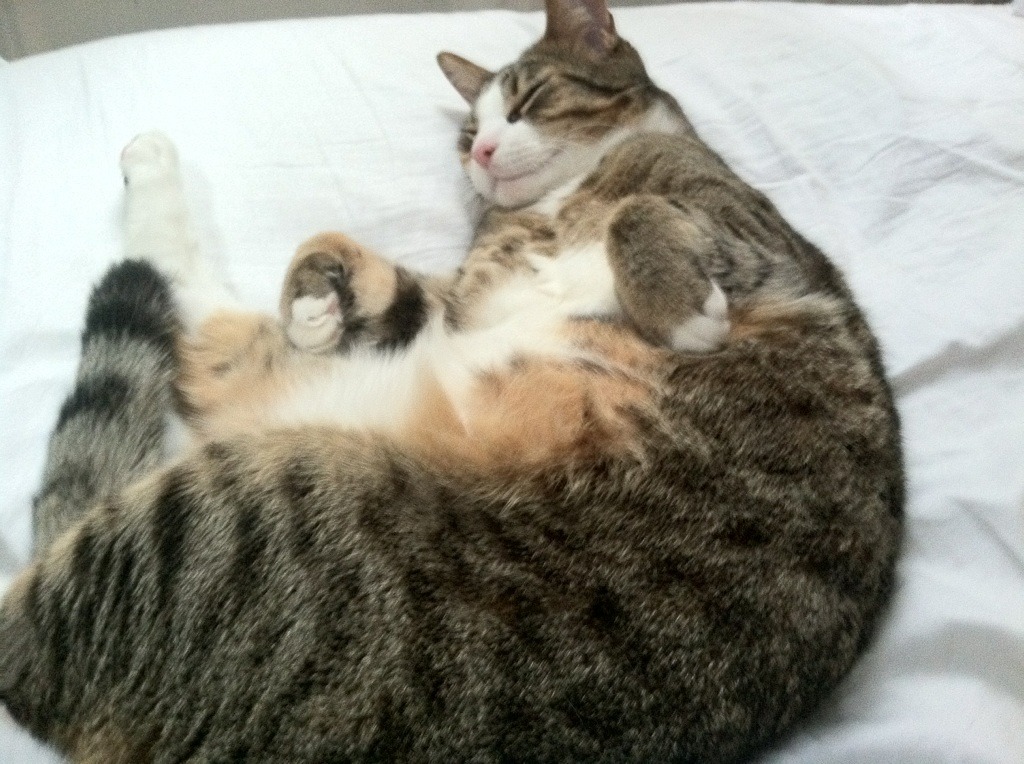 全国青少年体操挑战赛湖南赛区精彩纷呈,2021全国青少年体操锦标赛