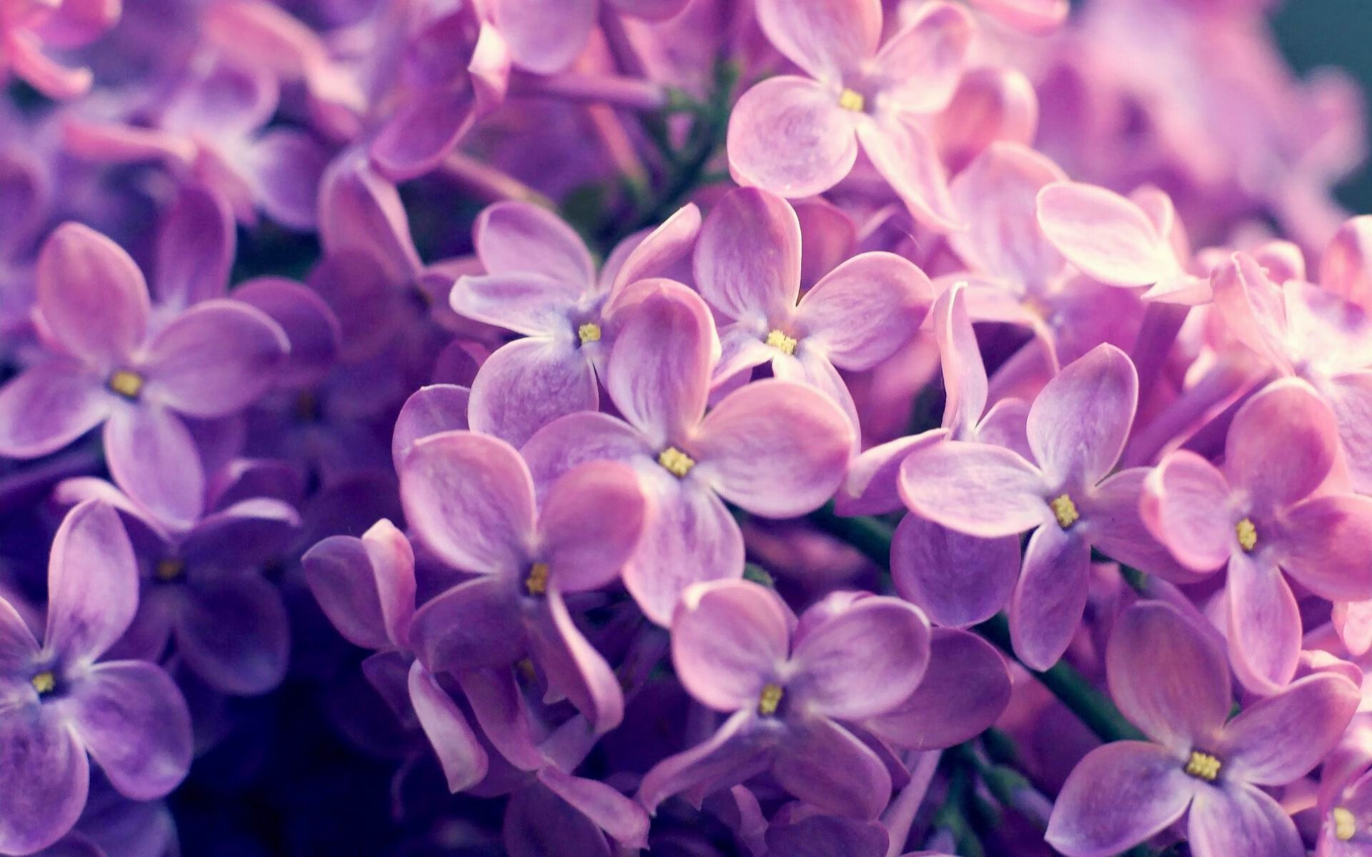 意甲比赛中心理教练介入频次与球队表现关联,意甲球队主教练介绍