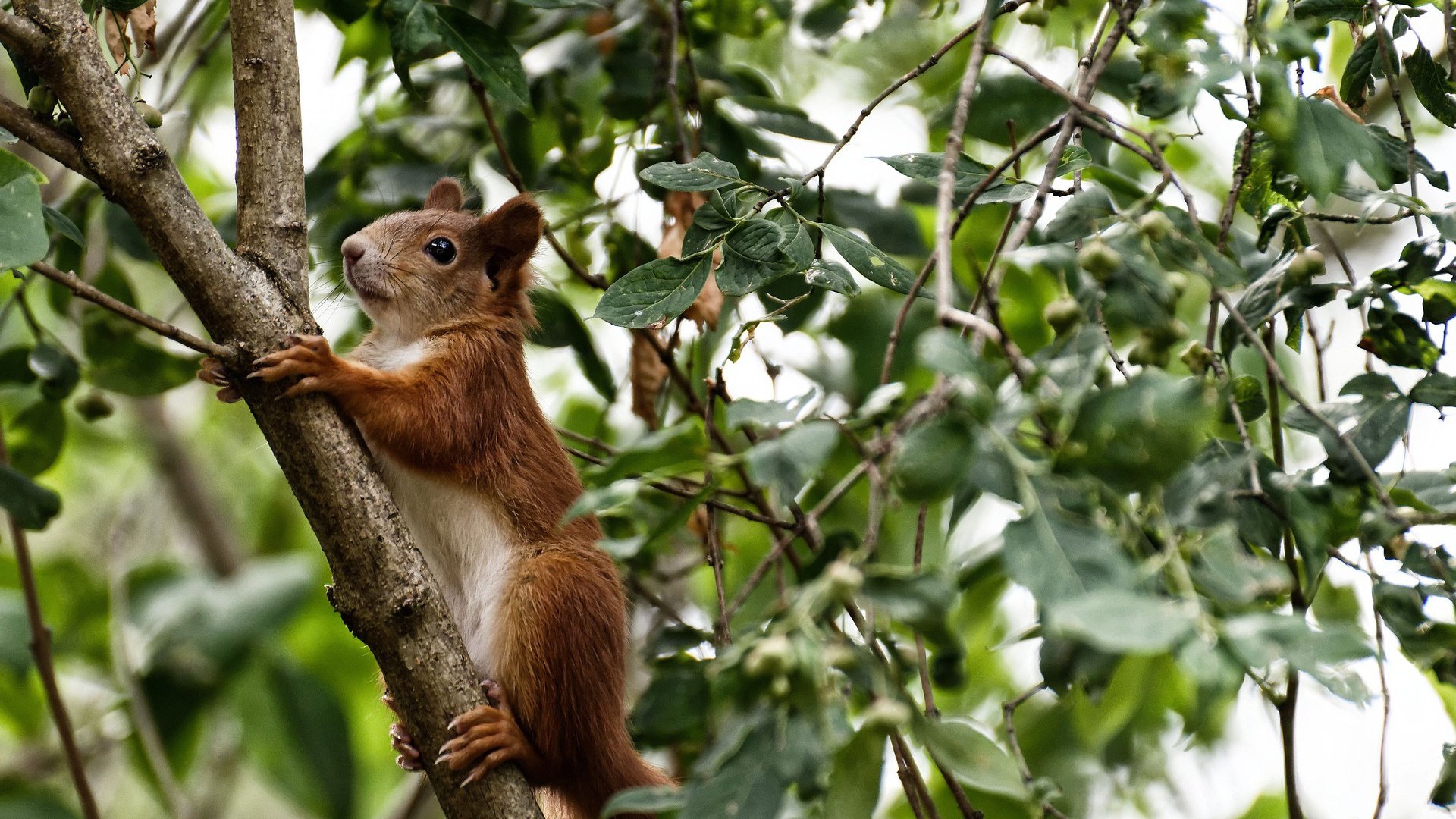 Chinese Taipei精彩表现：2024年国际乒联混合团体世界杯，2020国际乒联团体世界杯