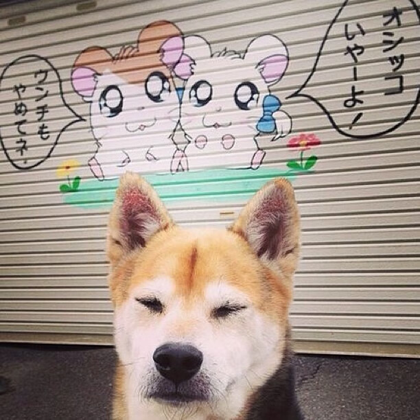 “腰旗橄榄球:东部新区赛场的精彩对决让人目不暇接”