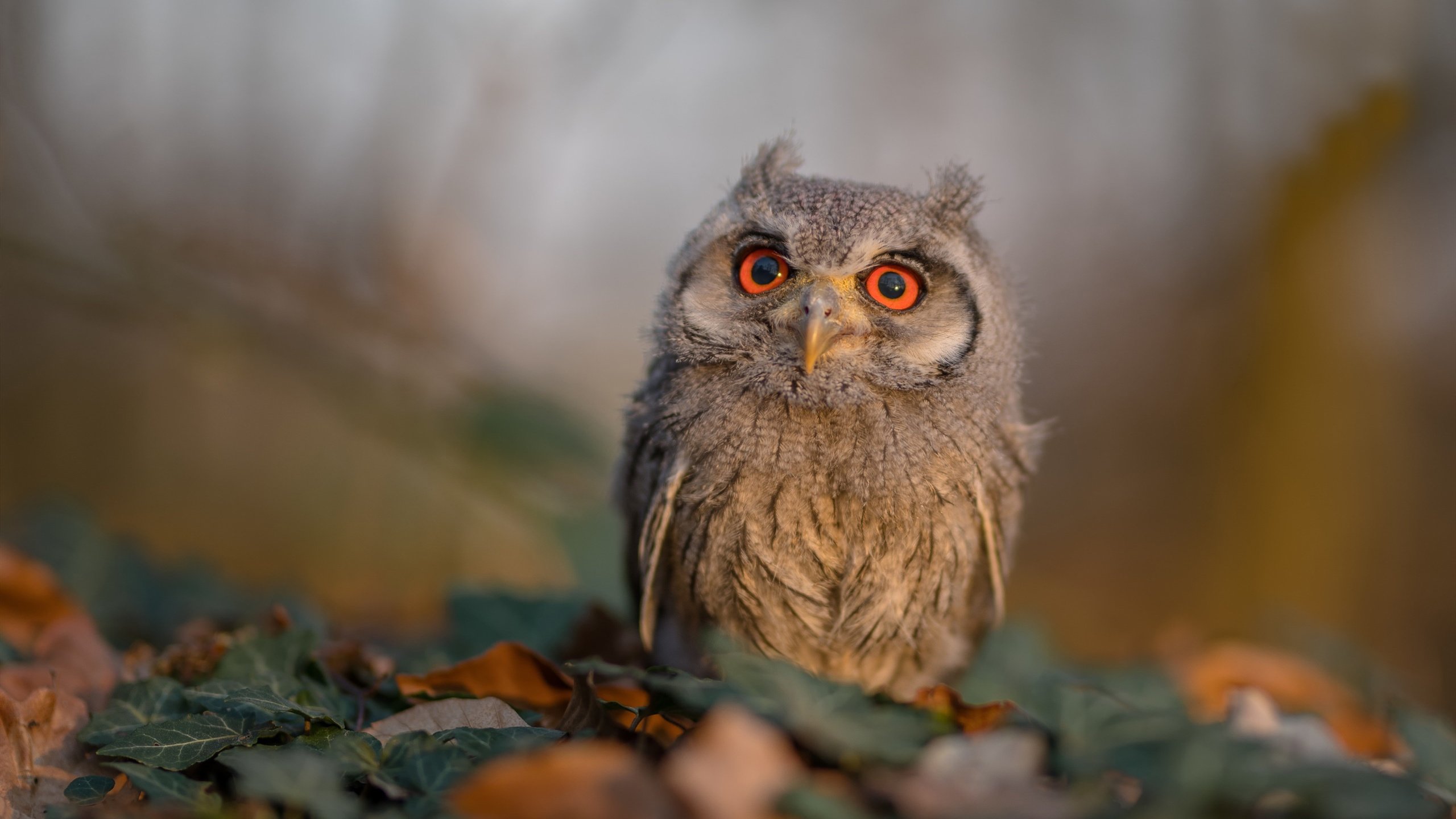 五大联赛后防稳定性排名与换人策略分析,五大联赛人员变动