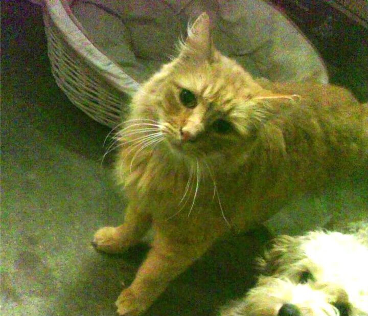 二阵球员替补出场反超比分的经典战役，第二阵容是替补吗