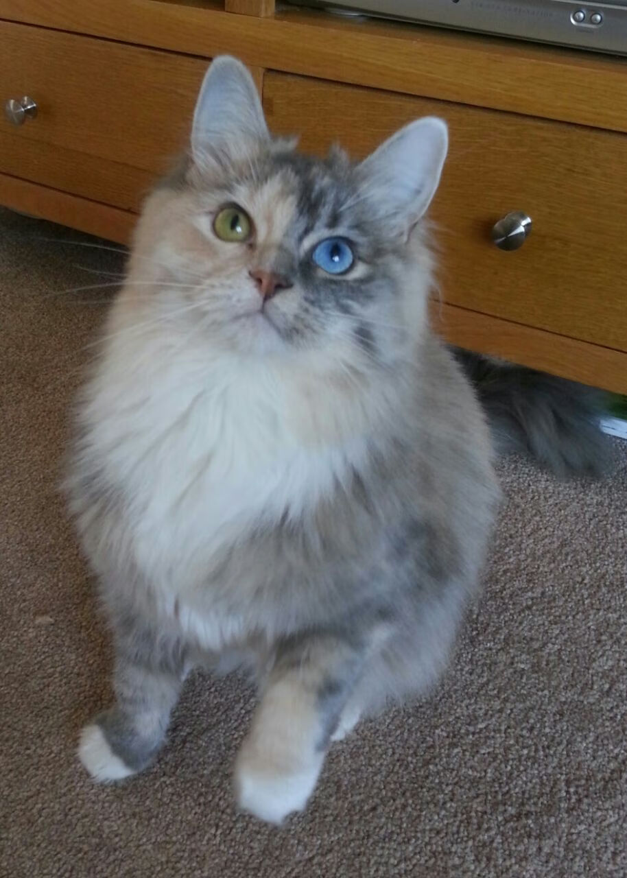 南特主场气氛火爆压制对手反击能力，南特vs尼斯动画直播