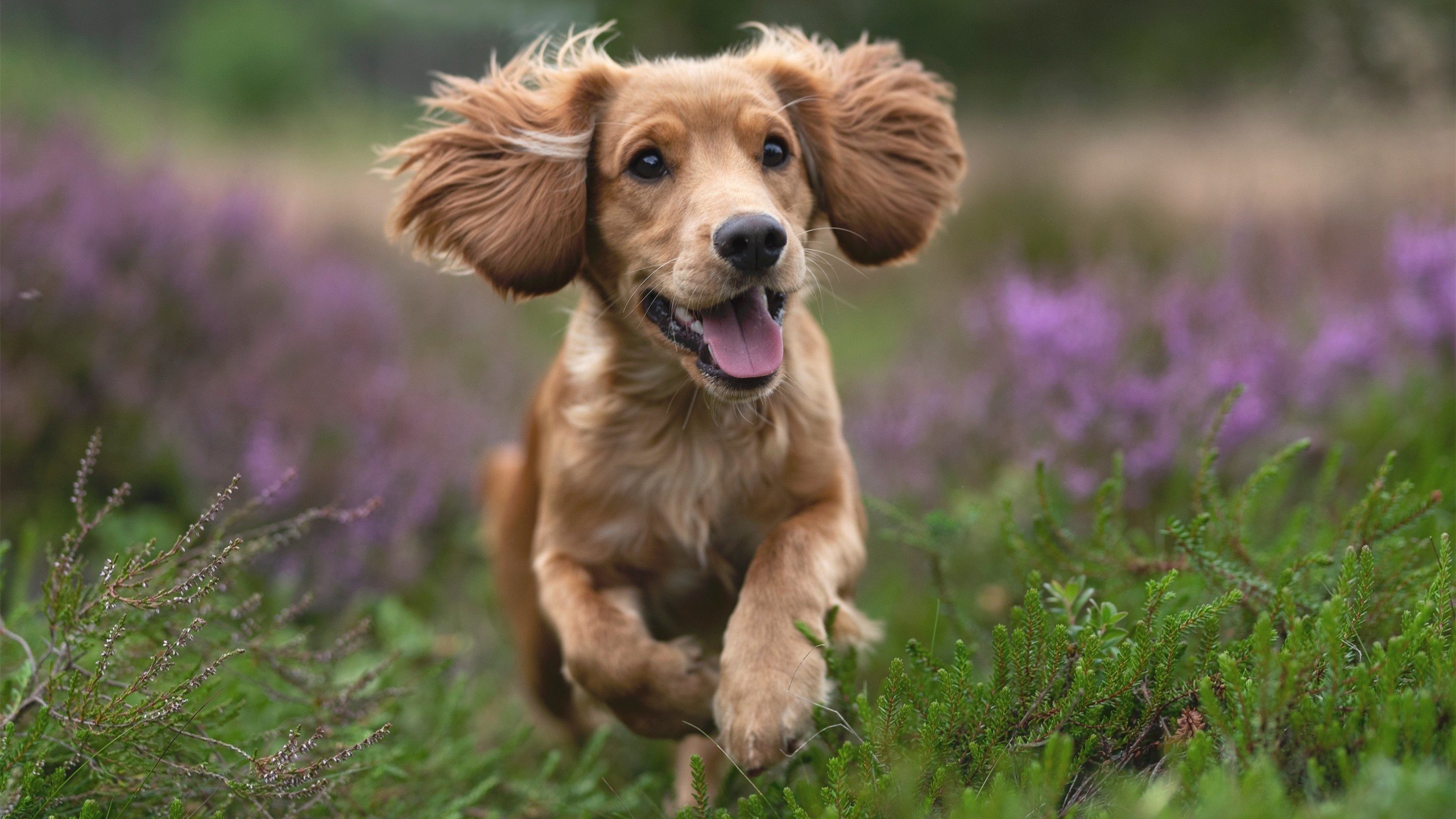 接连绝杀NBA最扣人心弦瞬间,nba绝杀排行榜前十名