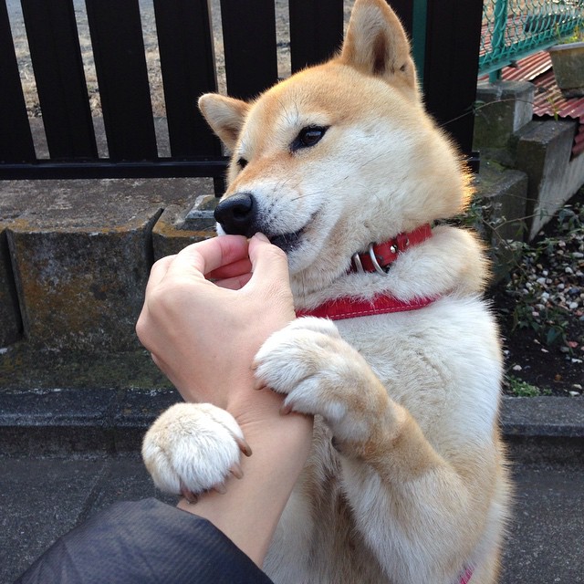 国家棒球队发布国家集训队名单及集训时间公告，国家队棒球运动员