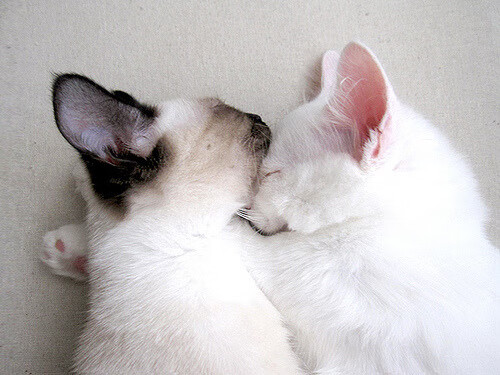 塞尔维亚男篮在欧洲预赛中奋勇前进,冲击奥运荣耀,塞尔维亚男子足球队欧洲杯