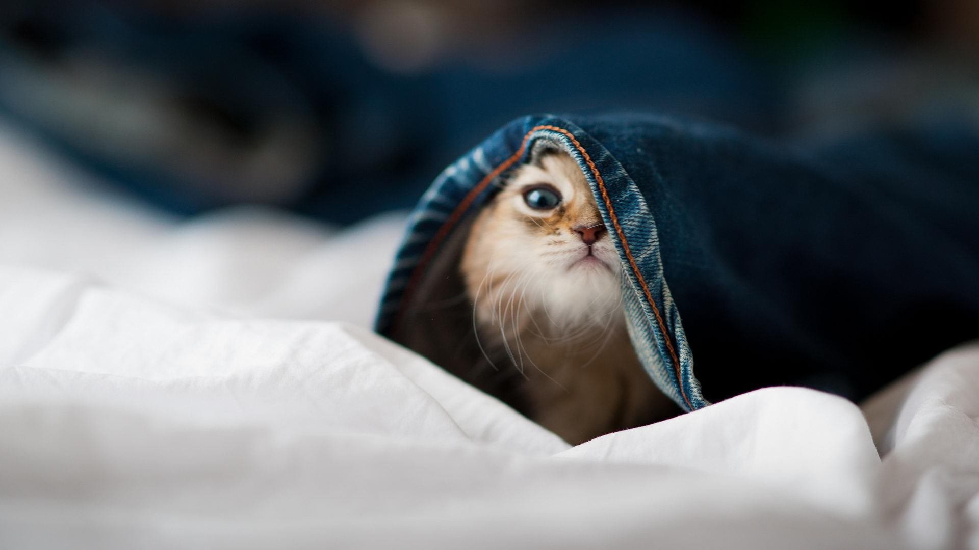 爱游戏-奇库诺娃冲刺阶段展现王者气质，库奇娜百度百科