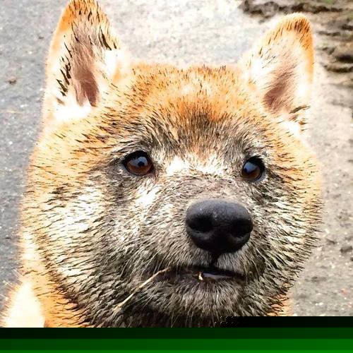 爱游戏官方网站-孙颖莎再夺冠军乒乓球团体赛，孙颖莎 乒乓