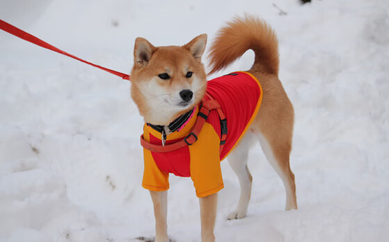 黎巴嫩男篮在西亚锦标赛中奋勇拼搏,冲击奥运佳绩,黎巴嫩男篮亚洲杯